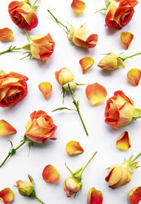 Flowers composition. frame made of red roses and leaves on white background. 