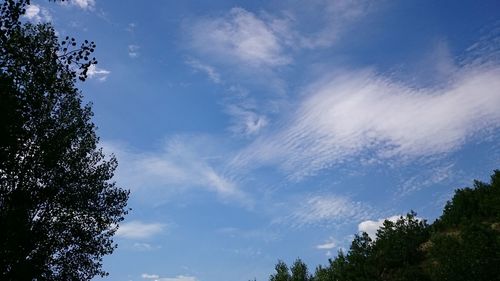 Low angle view of trees against blue sky