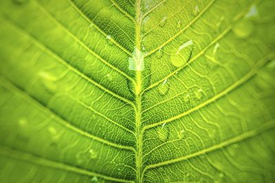 Macro closeup of beautiful fresh green leaf with drop of water after the rain in morning sunlight