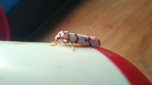 Close-up of insect on table