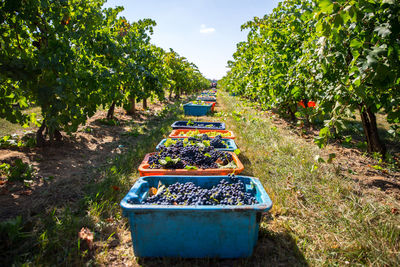 Grapes in basket at vineyard against sky