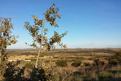 Scenic view of field against clear blue sky