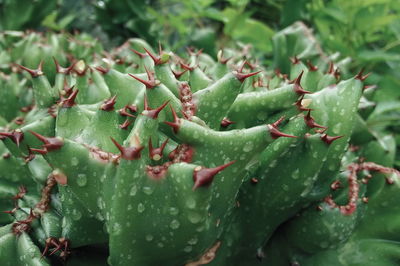 Close-up of wet succulent plant