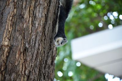 Close-up of squirrel on tree trunk