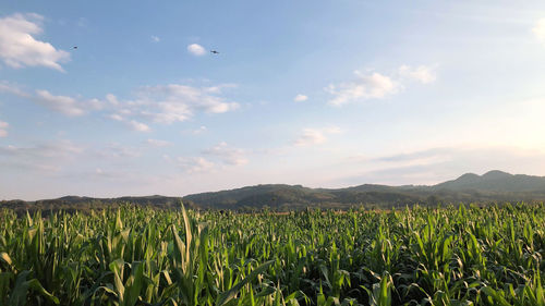 Scenic view of agricultural field against sky