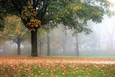 Trees on field in park during autumn