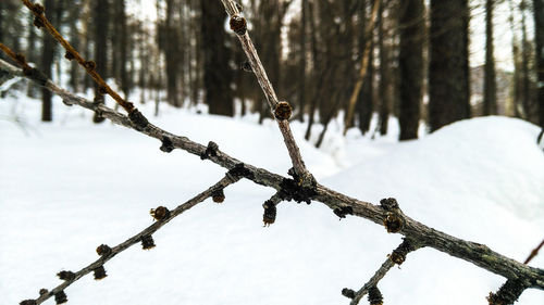 Close-up of tree branch during winter