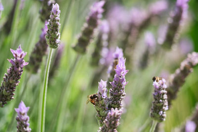 Close-up of bee pollinating on purple flower