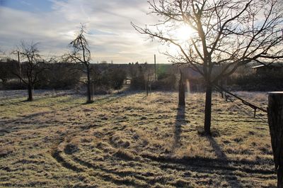 Bare trees on field against sky