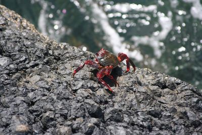 Close-up of insect on rock