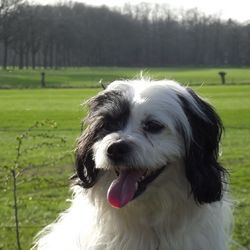 Close-up of dog sticking out tongue
