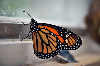 Close-up of butterfly