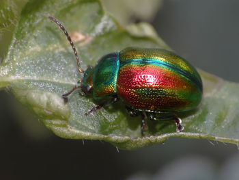 Close-up of insect on leaf