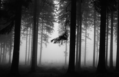 Silhouette trees in forest