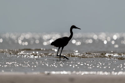 Redish egret hunting in the water