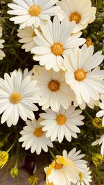 Close-up of white flowering plants