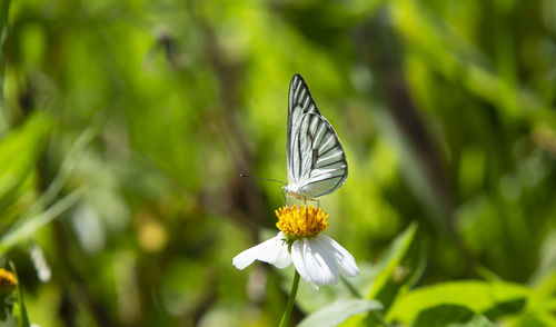 Close-up of butterfly pollinating on flower