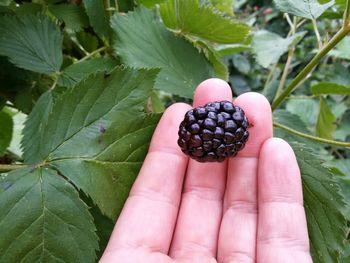 Cropped image of person holding blackberry growing outdoors