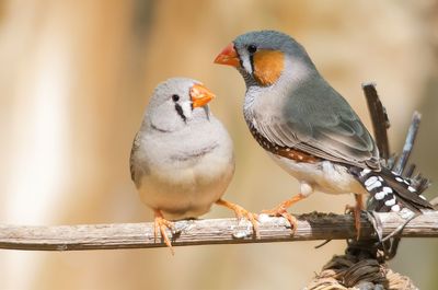 Close-up of sparrow perching outdoors