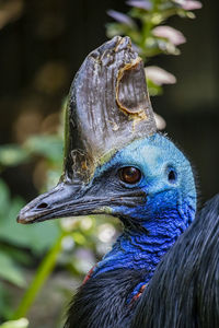 Close-up of bird