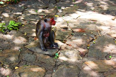 High angle view of a monkey