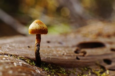 Close-up of mushroom growing on land