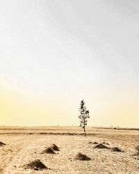 Tree on field against clear sky