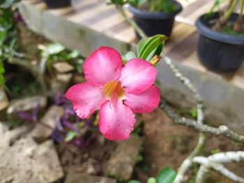 Close-up of pink flowering plant