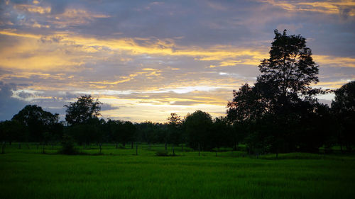 Trees on field against sky during sunset