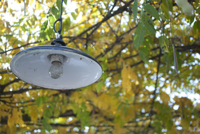 Close-up of birdhouse hanging on tree