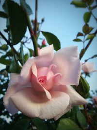 Close-up of rose blooming outdoors