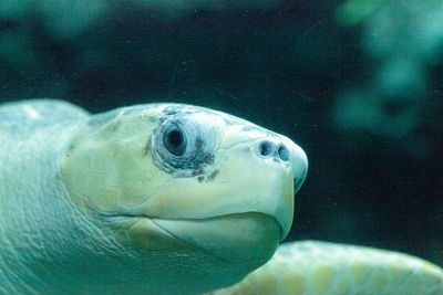 Close-up of turtle swimming in tank at aquarium