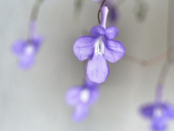 Close-up of purple flowers blooming