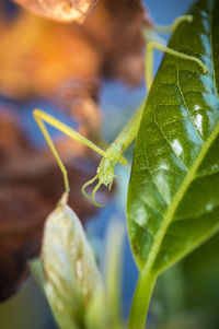 Close-up of leaves