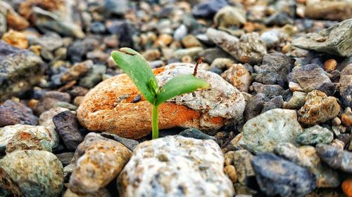 Close-up of young plant on rock