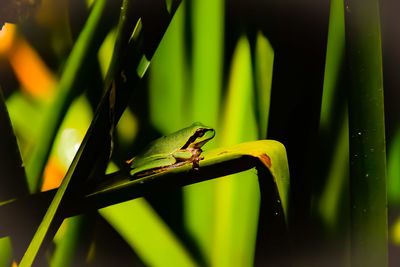 Close-up of insect on leaf