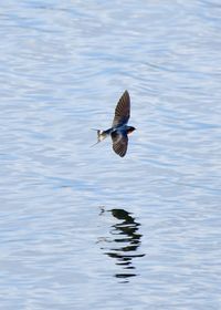 Bird flying over lake