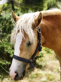 Close-up of horse