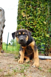 Portrait of dog sitting on plant against trees