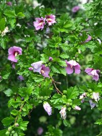 Close-up of pink flowers blooming outdoors