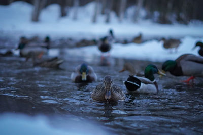 Duck swimming in lake