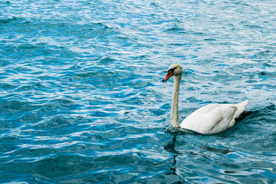 Swan swimming in water