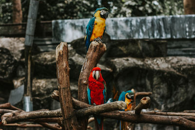 View of parrot perching on branch