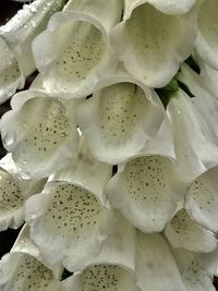 Full frame shot of prickly pear cactus