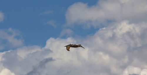 Low angle view of bird flying against cloudy sky