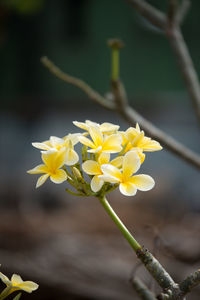 Close-up of yellow flowers blooming outdoors