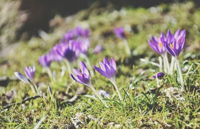 Close-up of purple crocus blooming on field