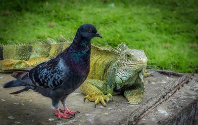 Pigeon by iguana over grassy field