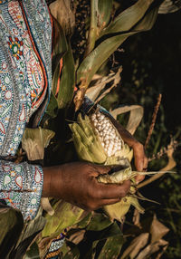 Corn in colca canyon