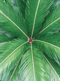 Directly below shot of palm tree